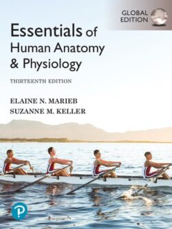Essentials of Human Anatomy & Physiology (13th Edition) Global